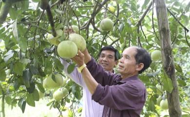 Sử dụng chất Hữu cơ trong chăm sóc bưởi Bằng Luân