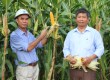 Quảng Trị: Trồng ngô thích ứng biến đổi khí hậu