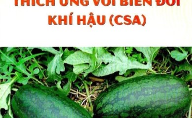 Hướng dẫn kỹ thuật canh tác dưa hấu thích ứng với biến đổi khí hậu - Dự án Cải thiện nông nghiệp có tưới thành phần Tỉnh Quảng Nam