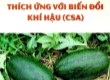 Hướng dẫn kỹ thuật canh tác dưa hấu thích ứng với biến đổi khí hậu - Dự án Cải thiện nông nghiệp có tưới thành phần Tỉnh Quảng Nam