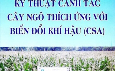 Hướng dẫn kỹ thuật canh tác ngô thích ứng với biến đổi khí hậu - Dự án cải thiện nông nghiệp có tưới thành phần Tỉnh Quảng Nam